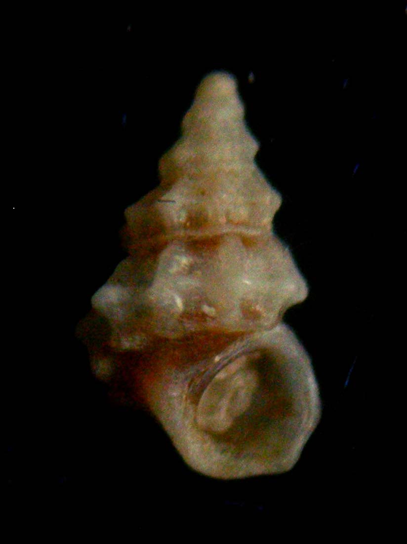alvania spinosa